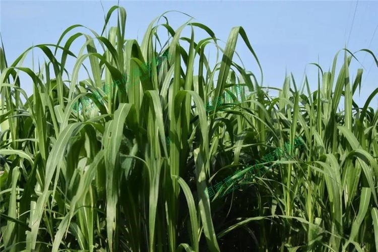 以草代木、天然抗菌、可自然降解，新鄉(xiāng)化纖開創(chuàng)新的“傳奇”——菌草纖維 